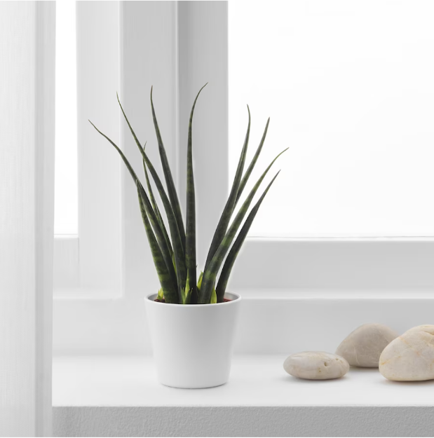 Picture of SANSEVIERIA 