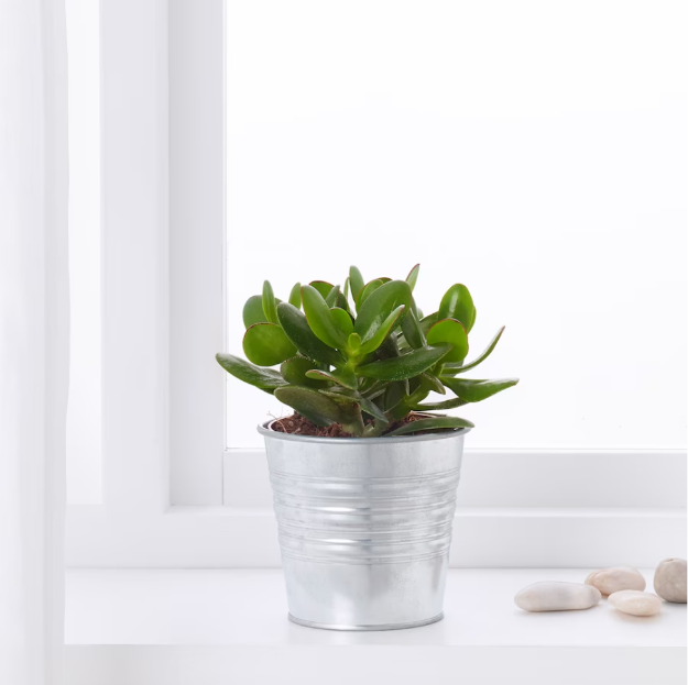 Picture of SUCCULENT